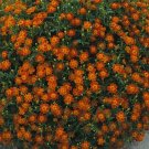 Marigold Signet Red Gem 2,000 seeds