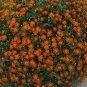 Marigold Signet Red Gem 2,000 seeds
