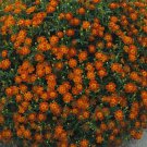 Marigold Signet Red Gem 2,000 seeds