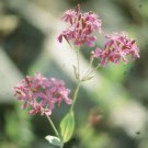 Silene armeria 5,000 seeds