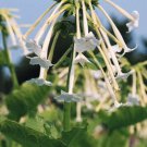 Nicotiana Grand Ol' White 2,000 seeds