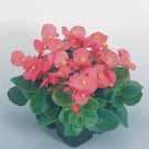 Begonia Sprint+ Rose 2,000 seeds