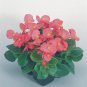 Begonia Sprint+ Rose 2,000 seeds