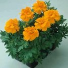 Marigold Durango Orange 2,000 seeds
