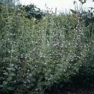 Calamintha nepeta 1,000 seeds