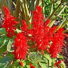 Salvia Early Bird 1,000 seeds