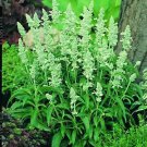 Salvia Victoria White (Argent) 1,000 seeds