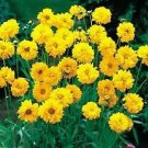 Coreopsis-lanceolata Sunburst Double 2,000 seeds