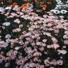 Dimorphotheca African Daisy 2,000 seeds