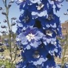 Delphinium Magic Fountain Mid Blue-White Bee 1,000 seeds