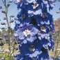 Delphinium Magic Fountain Mid Blue-White Bee 1,000 seeds