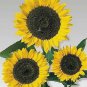 Helianthus Cutting Gold 1,000 seeds