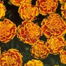 Marigold Bonanza Bee 2,000 seeds