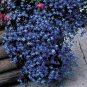 Lobelia Regatta Marine Blue 5,000 seeds