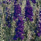 Delphinium QIS Dark Blue 2,000 seeds