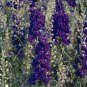 Delphinium QIS Dark Blue 2,000 seeds