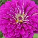 Zinnia Gigantica Purple 2,000 seeds