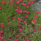 Dianthus deltoides Vampire 2,000 seeds