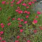 Dianthus deltoides Vampire 2,000 seeds