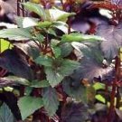 Basil Corsican 2,000 seeds