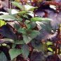 Basil Corsican 2,000 seeds