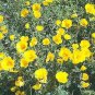 Eschscholzia Golden West 2,000 seeds