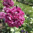 Papaver paeoniflorum Purple Passion 2,000 seeds