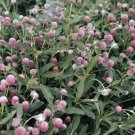 Gomphrena globosa Qis Rose 1,000 seeds