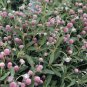 Gomphrena globosa Qis Rose 1,000 seeds