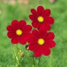 Cosmos Versailles Red 1,000 seeds