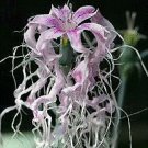 Dianthus x superbus Bearded 1,000 seeds