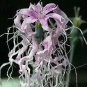 Dianthus x superbus Bearded 1,000 seeds