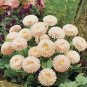 Bellis Robella PL 1,000 seeds