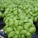 Basil Emily 2,000 seeds