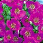 Cisanthe grandiflora Brightness 2,000 seeds