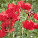 Papaver orientalis Beauty Of Livermere 1,000 seeds