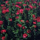 Linum (Flax) rubrum 2,000 seeds