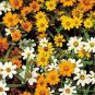 Zinnia Star Bright Mix 2,000 seeds