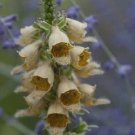 Digitalis ferruginea 2,000 seeds