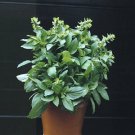 Basil Cinnamon Compact 5,000 seeds