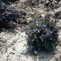 Campanula poscharskyana 2,000 seeds