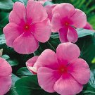 Vinca Pacifica XP Punch 1,000 seeds