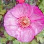 Papaver nudicale Champagne Bubbles Pink 1,000 seeds