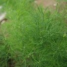 Dill Greensleeves Anethum graveolens 2,000 seeds