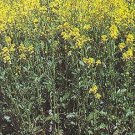 Watercress Nasturtium officinale 10,000 seeds