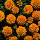 Marigold Boy Orange 2,000 seeds