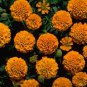 Marigold Boy Orange 2,000 seeds