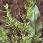 Tarragon Russian Artemesia 5,000 seeds