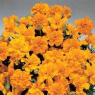 Marigold Safari Orange 2,000 seeds