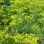 Dill Vierling Anethum graveolens 2,000 seeds